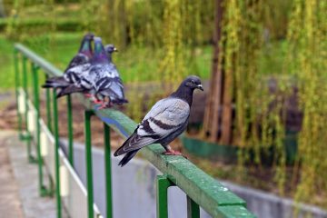 Comment nourrir les pigeons naissants