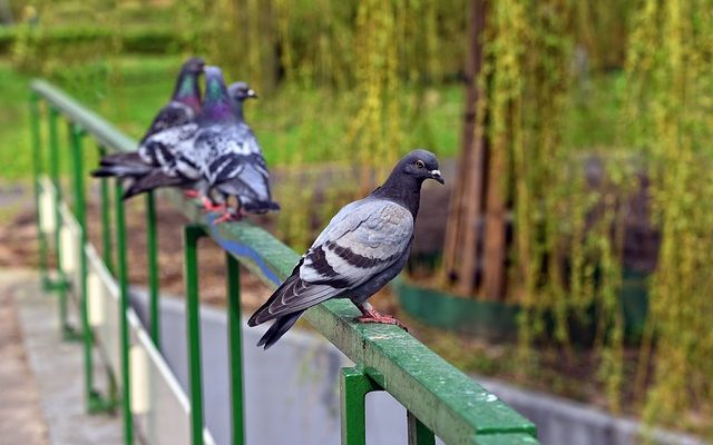 Comment nourrir les pigeons naissants