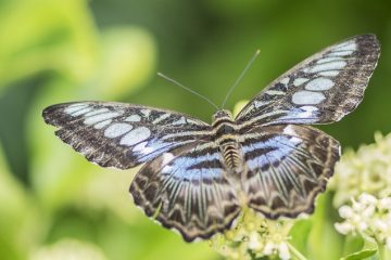 Comment peindre les papillons ?