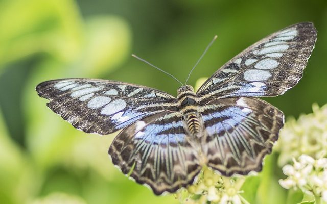 Comment peindre les papillons ?