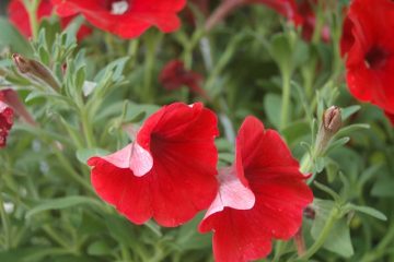 Comment prendre soin des fleurs Pétunia