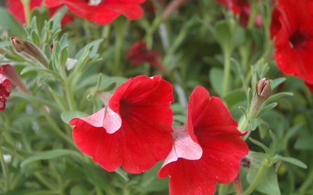 Comment prendre soin des fleurs Pétunia