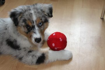 Comment prendre soin d'un chiot après avoir été stérilisé ?