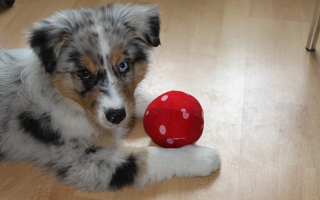 Comment prendre soin d'un chiot après avoir été stérilisé ?