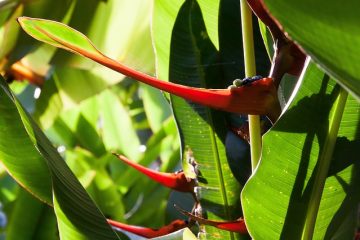 Comment prendre soin d'un homard Heliconia Claw Heliconia Plant