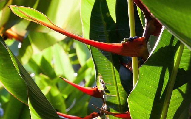 Comment prendre soin d'un homard Heliconia Claw Heliconia Plant