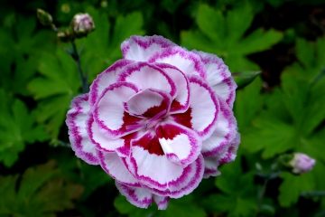 Comment réduire le dianthus