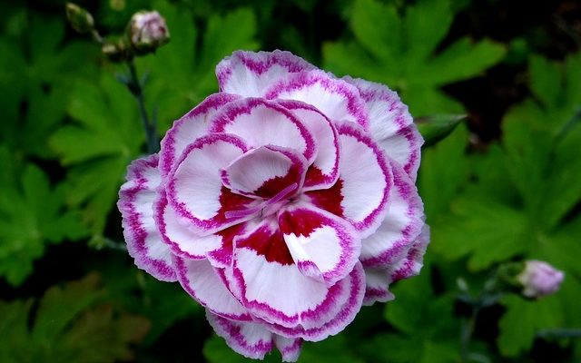 Comment réduire le dianthus