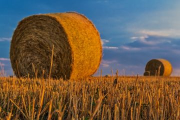 Comment réparer les pelouses avec un mélange de graine d'herbe, de sable et de terreau