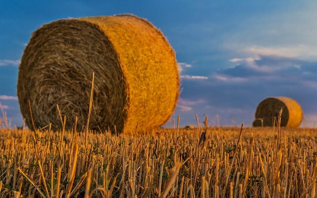 Comment réparer les pelouses avec un mélange de graine d'herbe, de sable et de terreau