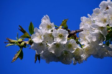 Comment réparer une branche d'arbre fendue