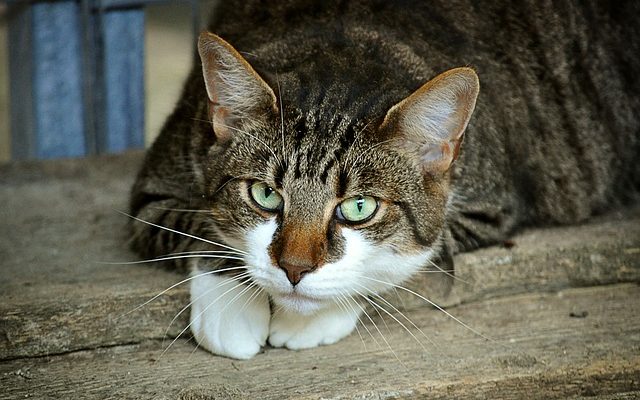 Comment se débarrasser des puces sur le visage d'un chat ?