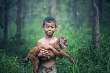 Comment sevrer un mouton orphelin d'un aliment d'allaitement ?