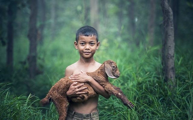 Comment sevrer un mouton orphelin d'un aliment d'allaitement ?