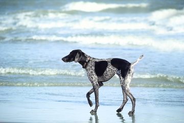 Comment stimuler un chiot à faire caca ?