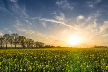 Comment traiter la gale avec de l'huile d'arbre à thé