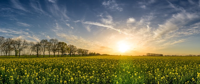 Comment traiter la gale avec de l'huile d'arbre à thé