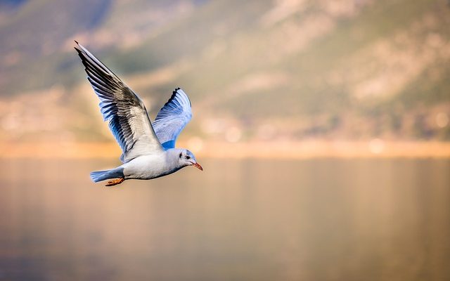 Comment utiliser la pince-étau pour empêcher le volant d'inertie de tourner.