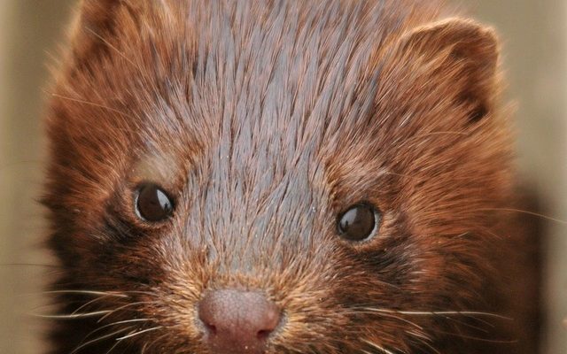 Comparaison entre un manteau de fourrure de rat musqué et un vison.