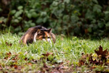 Éruptions cutanées causées par les chats