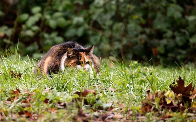 Éruptions cutanées causées par les chats