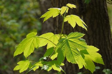 Faits intéressants au sujet des érables