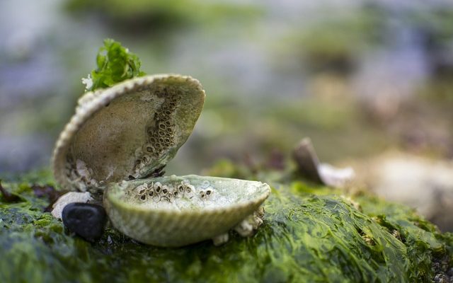 Faits intéressants sur les algues marines