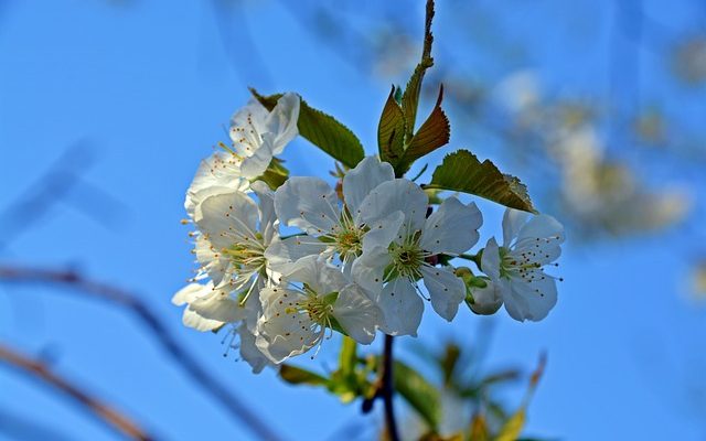 Fruits d'accompagnement de plantation