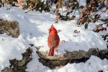 Habitat de l'oiseau cardinal rouge