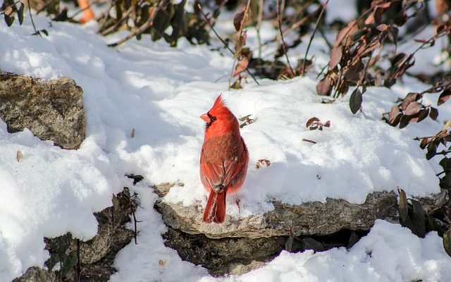 Habitat de l'oiseau cardinal rouge