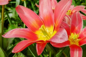 Idées de jardin à plusieurs niveaux