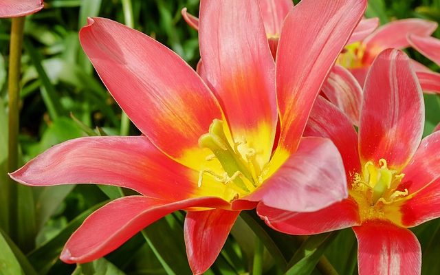 Idées de jardin à plusieurs niveaux