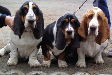 Informations sur la grossesse Basset hound