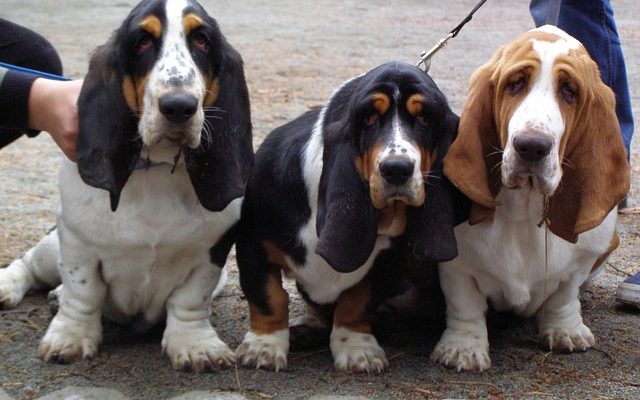 Informations sur la grossesse Basset hound