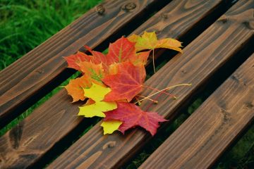 Le flétrissage des feuilles sur un érable japonais