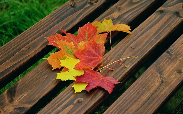 Le flétrissage des feuilles sur un érable japonais