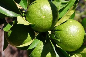 L'effet des pluies acides sur la germination des semences et la vie végétale