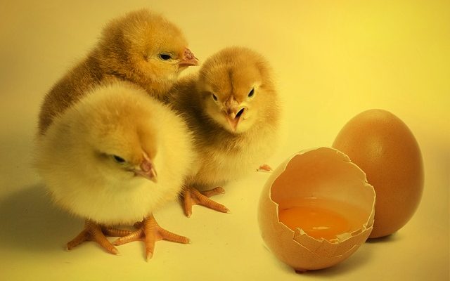 Les canards peuvent-ils manger des aliments pour poulets ?