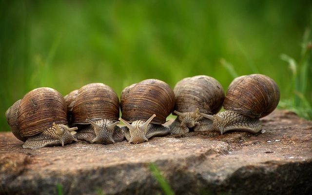 Les différents types de coquillages trouvés sur les plages