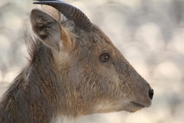 Les utilisations des bois de cerfs