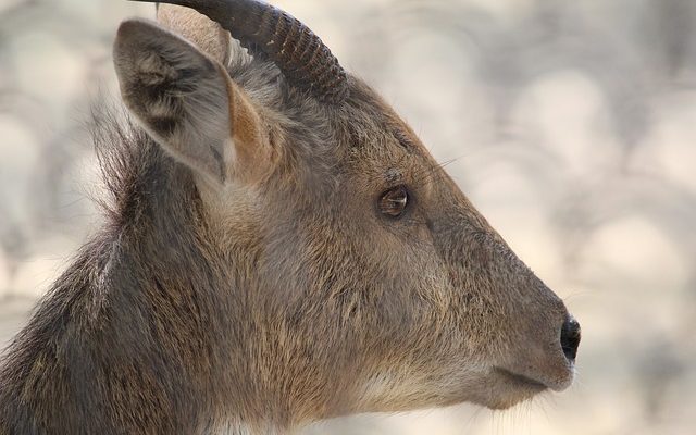 Les utilisations des bois de cerfs