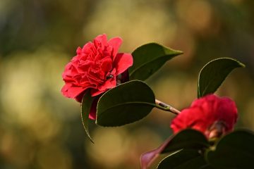 Liste des arbustes à fleurs blanches