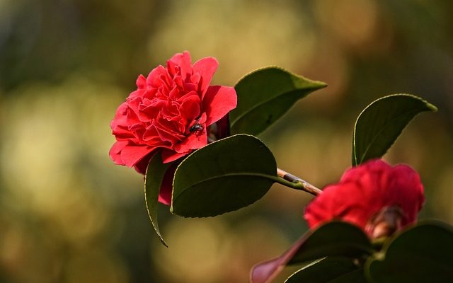 Liste des arbustes à fleurs blanches