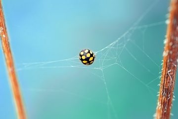 Nourriture de coccinelle maison