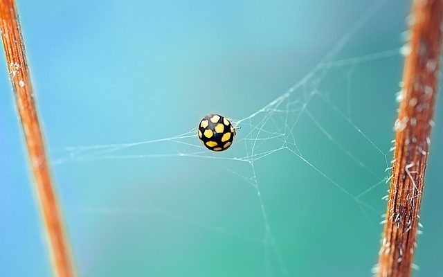 Nourriture de coccinelle maison