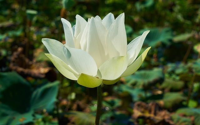 Plantes pour une petite haie