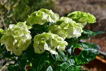 Pourquoi mes feuilles d'hortensia deviennent-elles jaunes ?