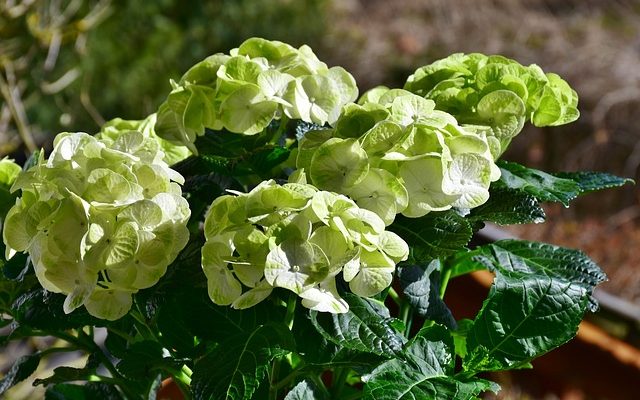 Pourquoi mes feuilles d'hortensia deviennent-elles jaunes ?