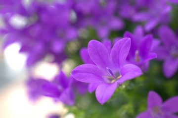 Quand tailler un coing en fleur ?