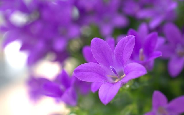 Quand tailler un coing en fleur ?